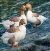 Buff Backs